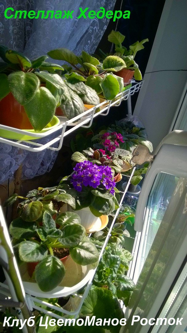 стеллаж для рассады и растений трехъярусный. Фото N11