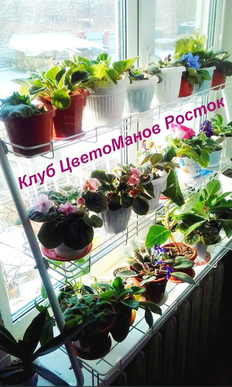 стеллаж для рассады и растений трехъярусный. Фото N19