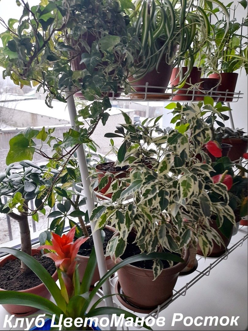 стеллаж для рассады и растений трехъярусный. Фото N22